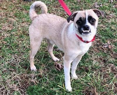 Pet of the Week: Rocky