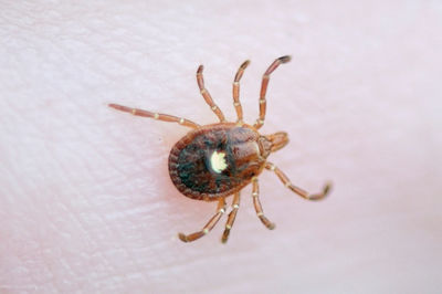A lone star tick (copy)