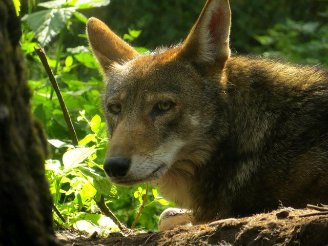 N.C. red wolf reintroductions halted while changes considered