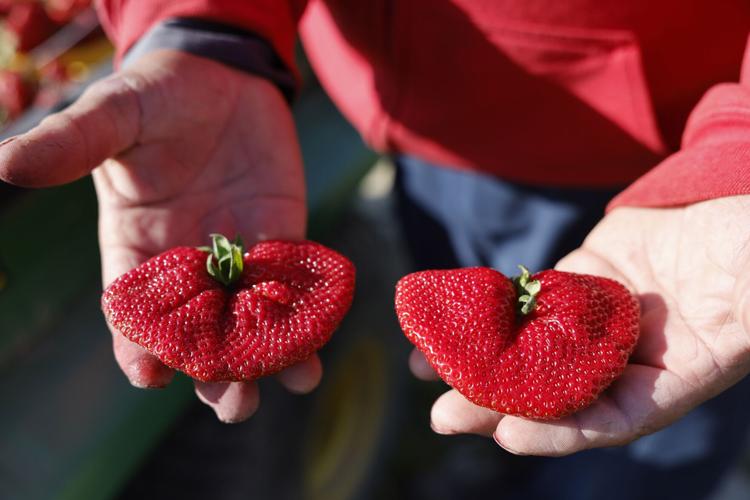 Where to go pick your own strawberries in Greensboro