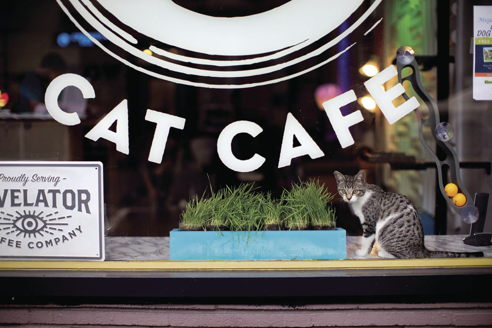  Crooked  Tail  Cat  Caf  has helped more than 100 animals 