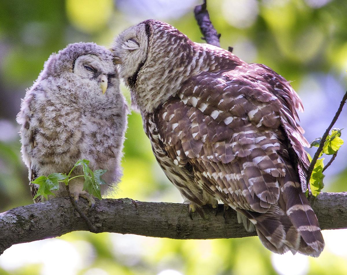 baby barred owls at