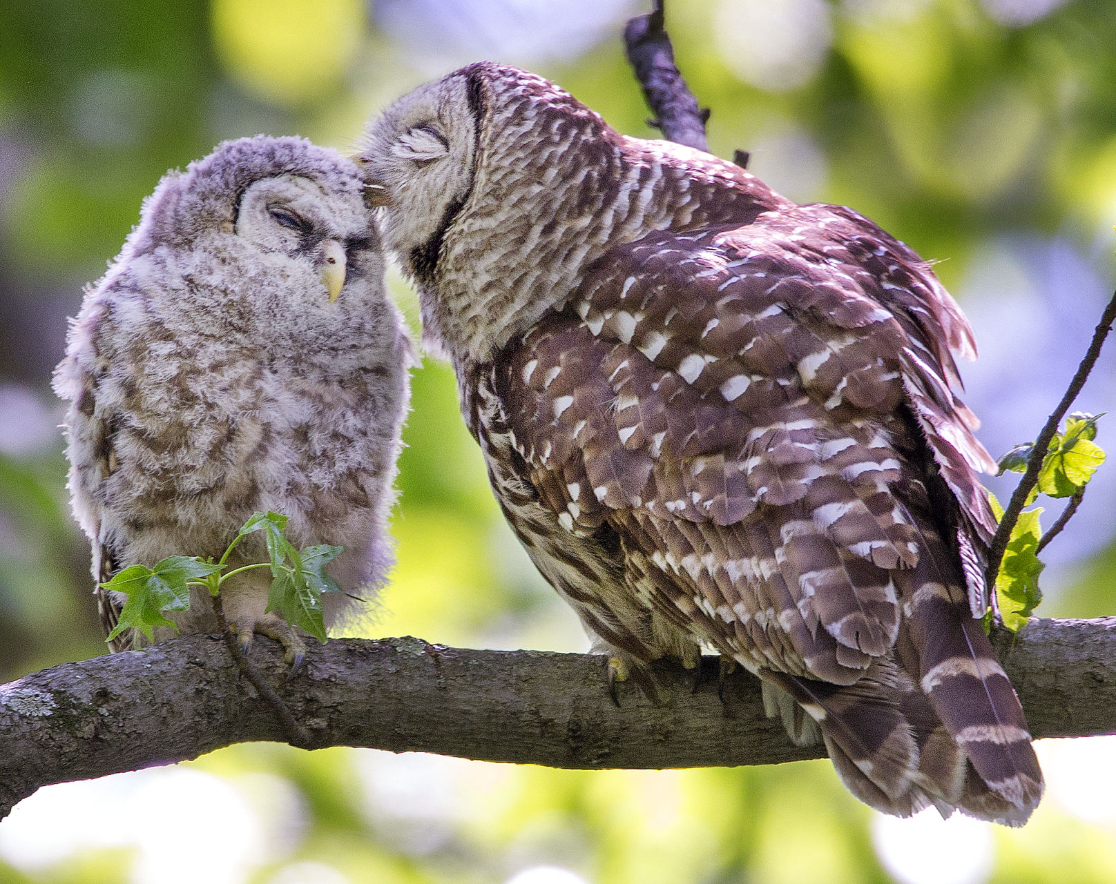 Baby Barred Owls At Bog Garden Baby Barred Owls At Bog Garden
