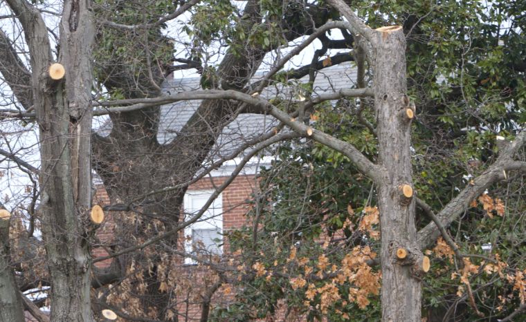 Duke halts tree trimming today, in wake of resident threats