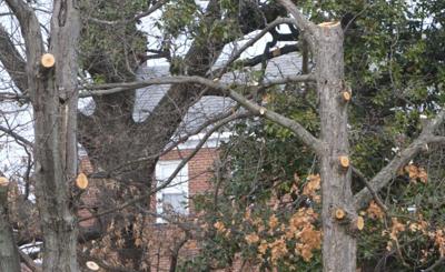 Duke halts tree trimming today, in wake of resident threats