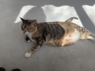 Pet of the Week: Lacie