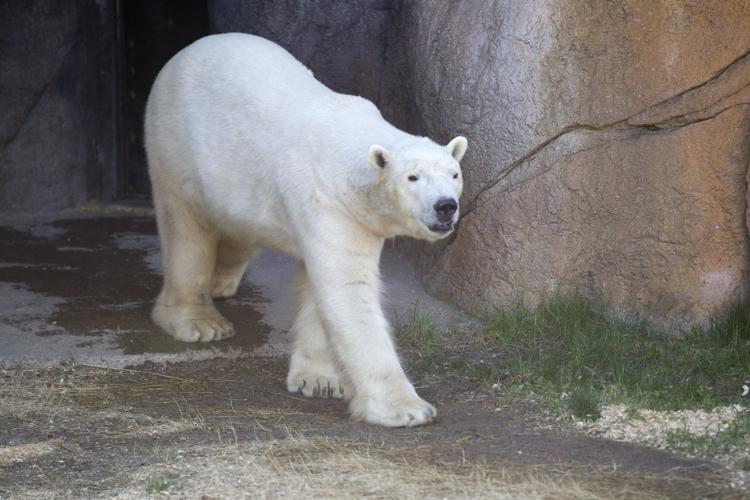 N.C. Zoo Welcomes New Polar Bear