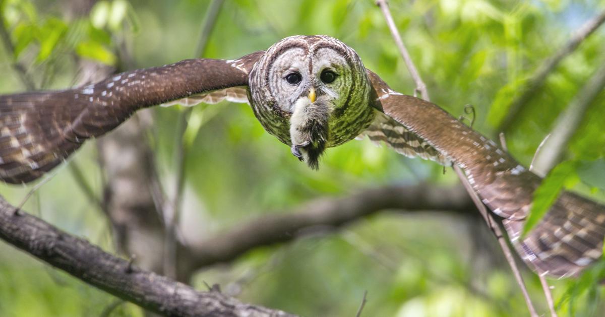 baby barred owls at