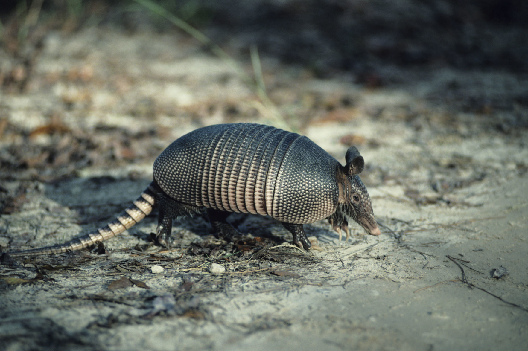 armadillo south carolina