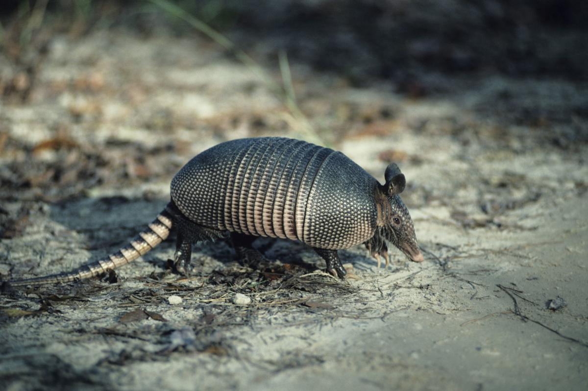 Armadillo found in Charlotte; experts say more could be on the way AP