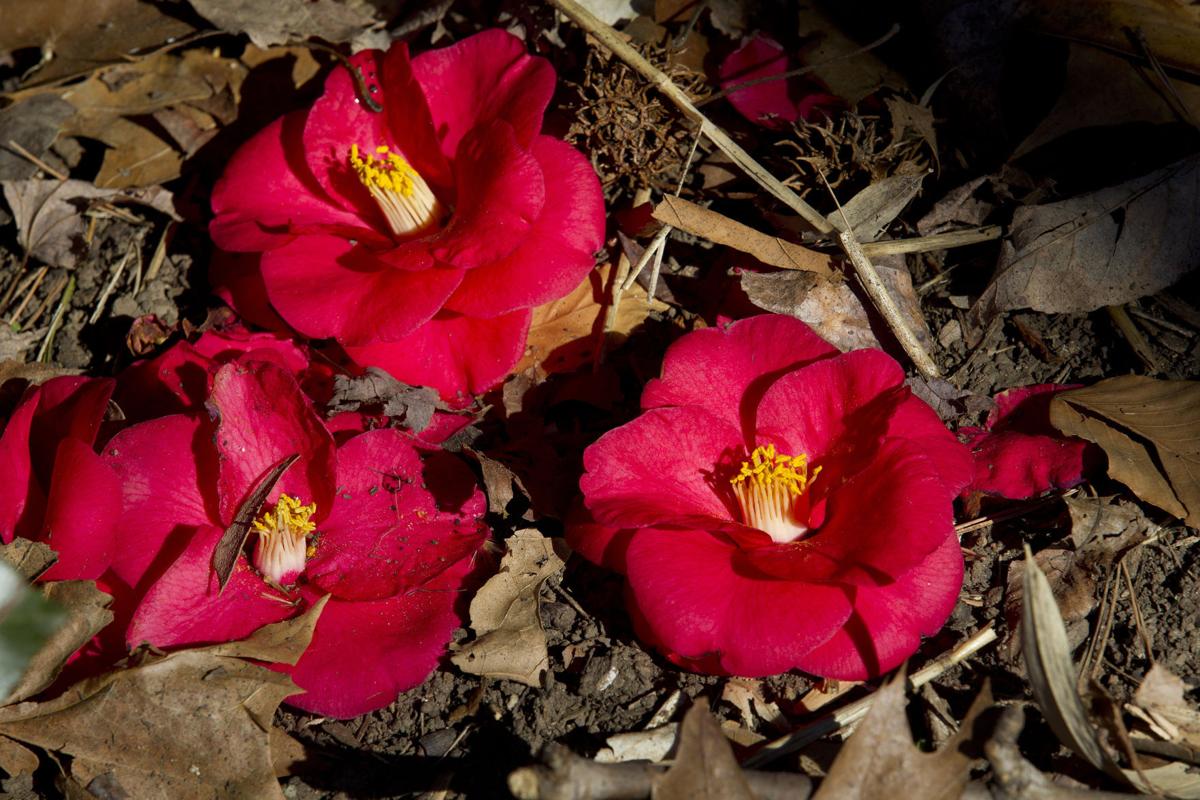 Greensboro red camellia: Thank you for your winter blooms | Local News