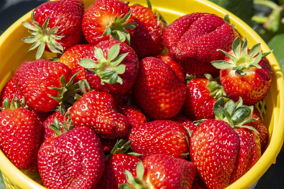 21 N C Strawberry Season Is Underway State And Regional News Greensboro Com