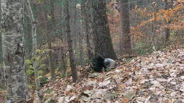 bear .jpeg