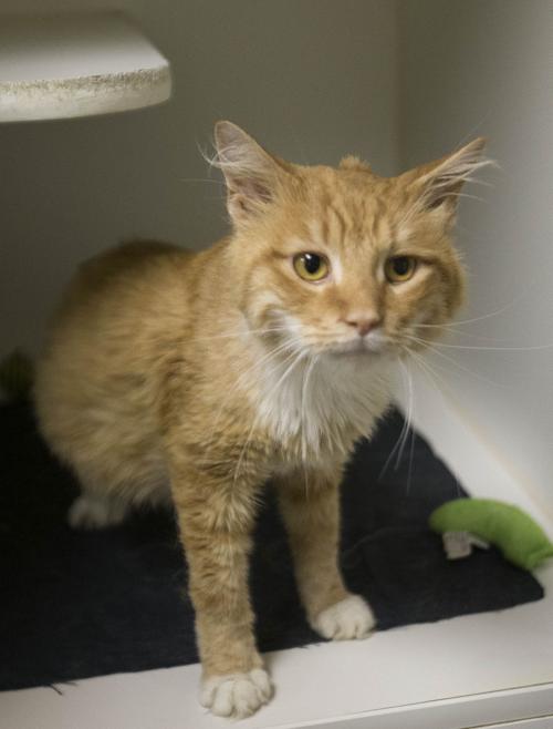 Guilford County Animal Shelter