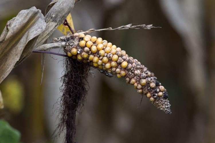 Corn Field