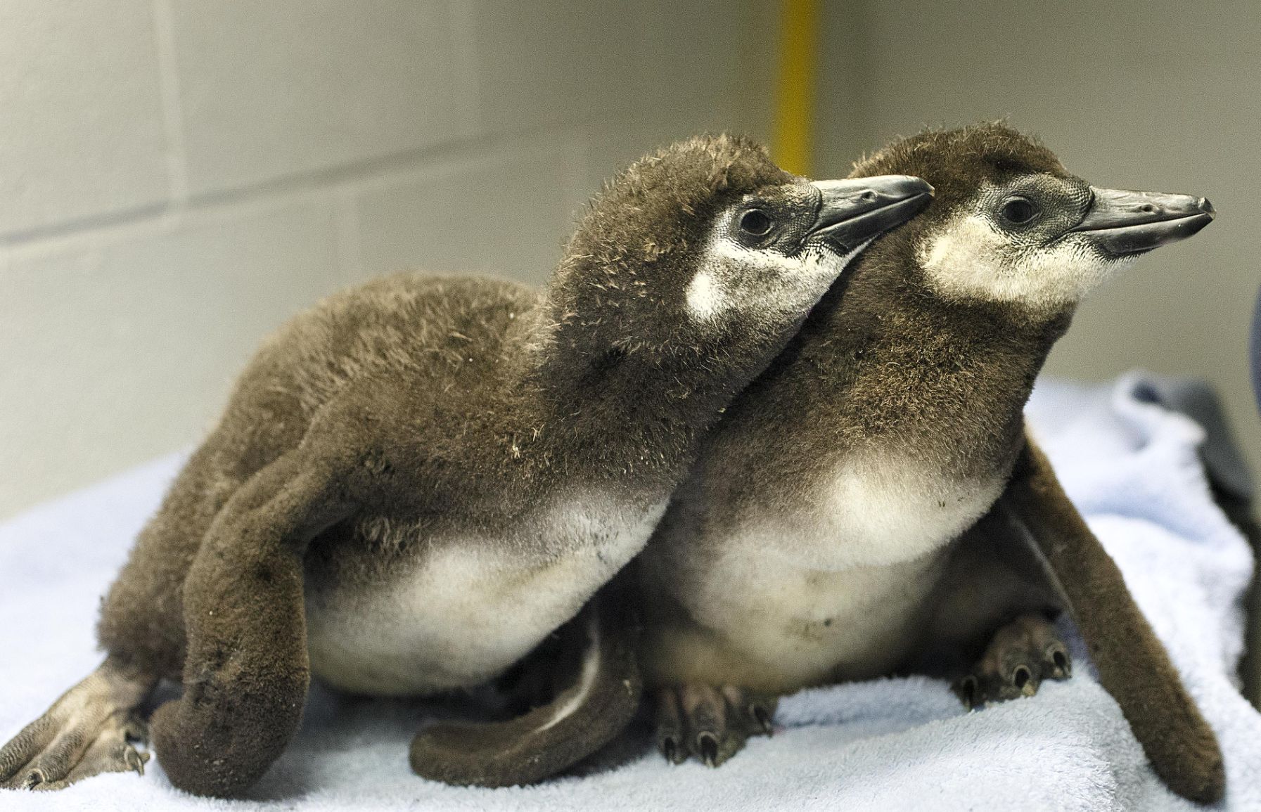 African Penguin Babies At Science Center