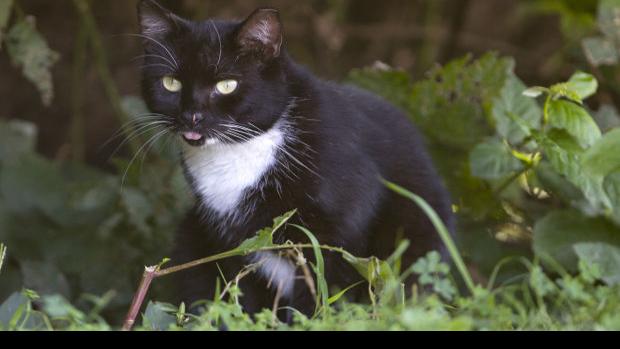 Project Bark Adds The Meow Fund Local News Greensboro Com