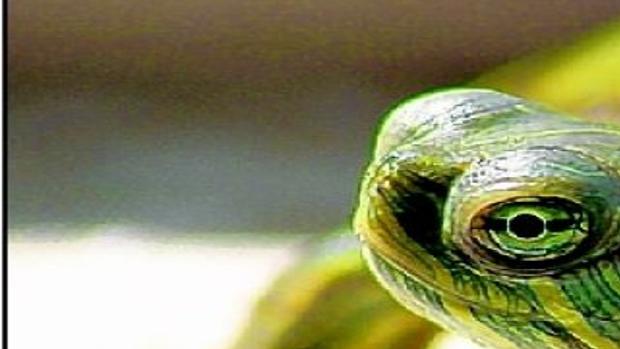 Turtles Make Better Movie Stars Than Pets Greensboro Com