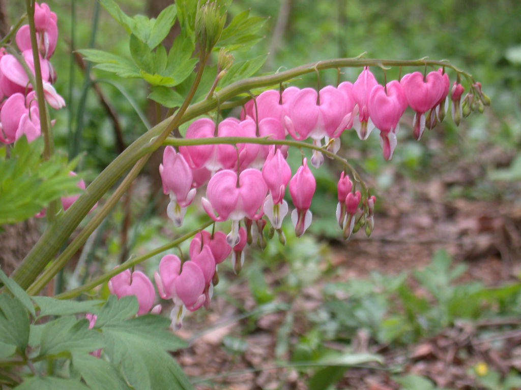 is the bleeding heart plant poisonous