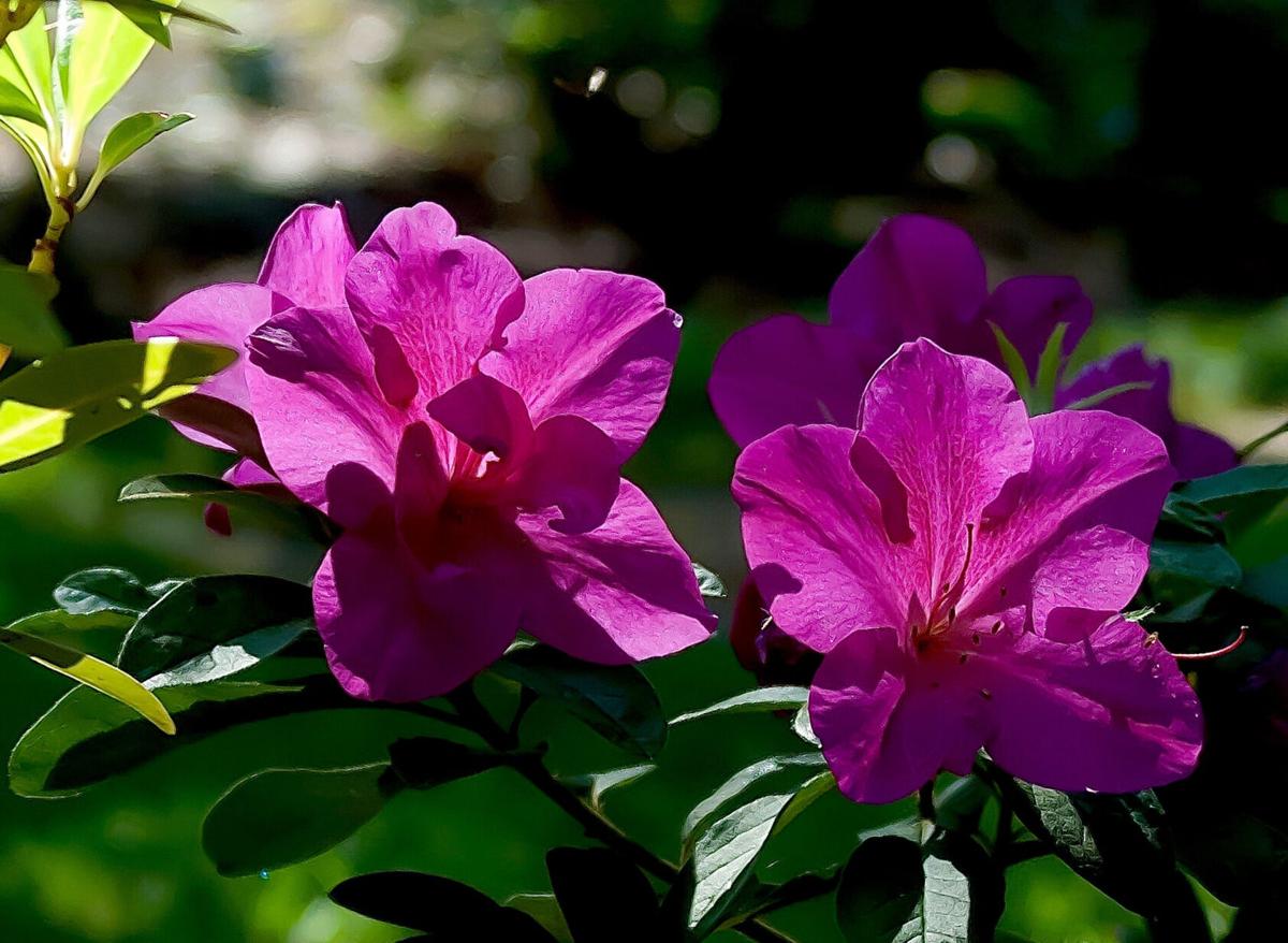 LIFE-HOME-ONGARDENING-1-MCT