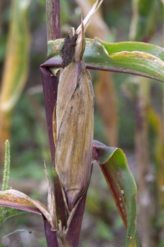 Corn Field