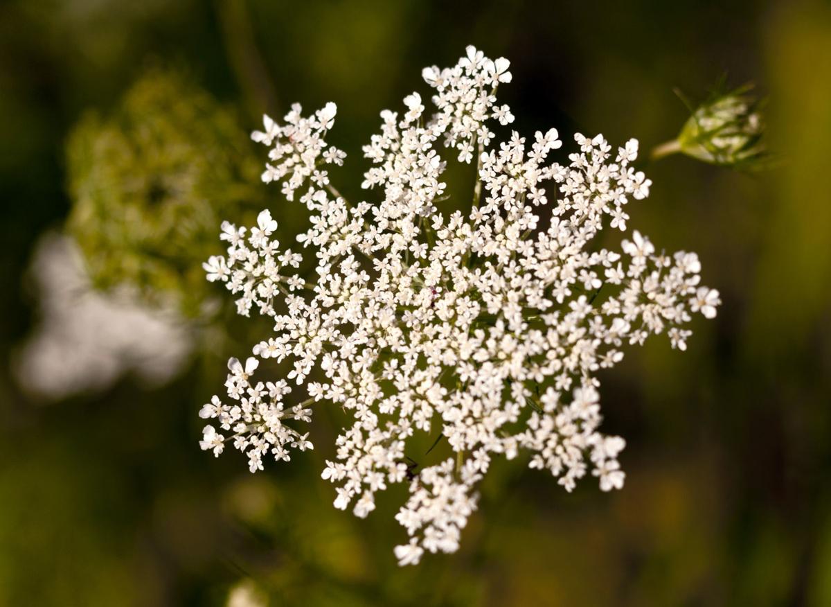 Invasive Watch: Queen Anne's lace