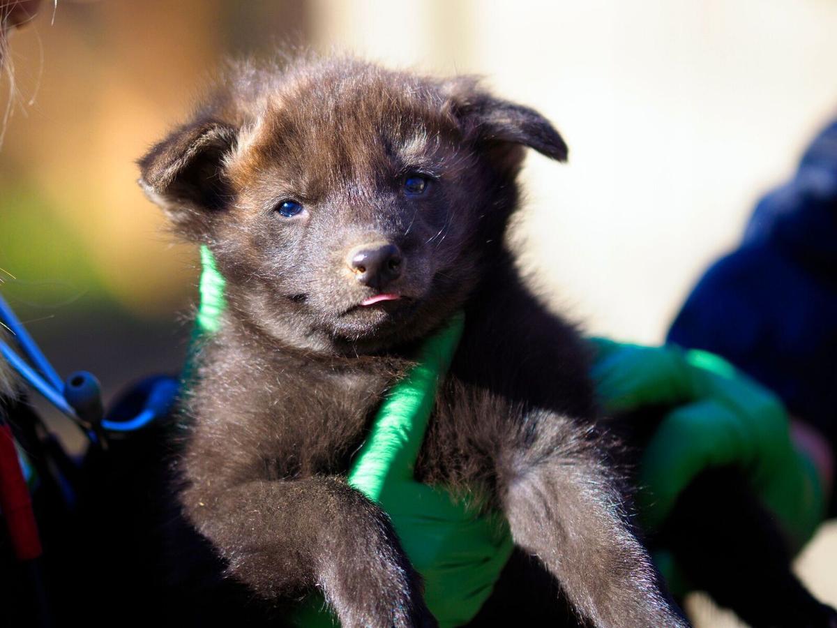 maned wolf pups born
