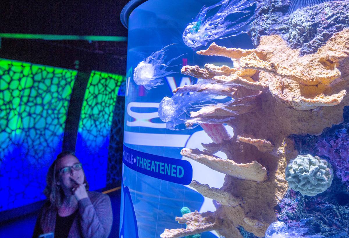 Wiseman Aquarium expansion comes alive with exotic sea ...