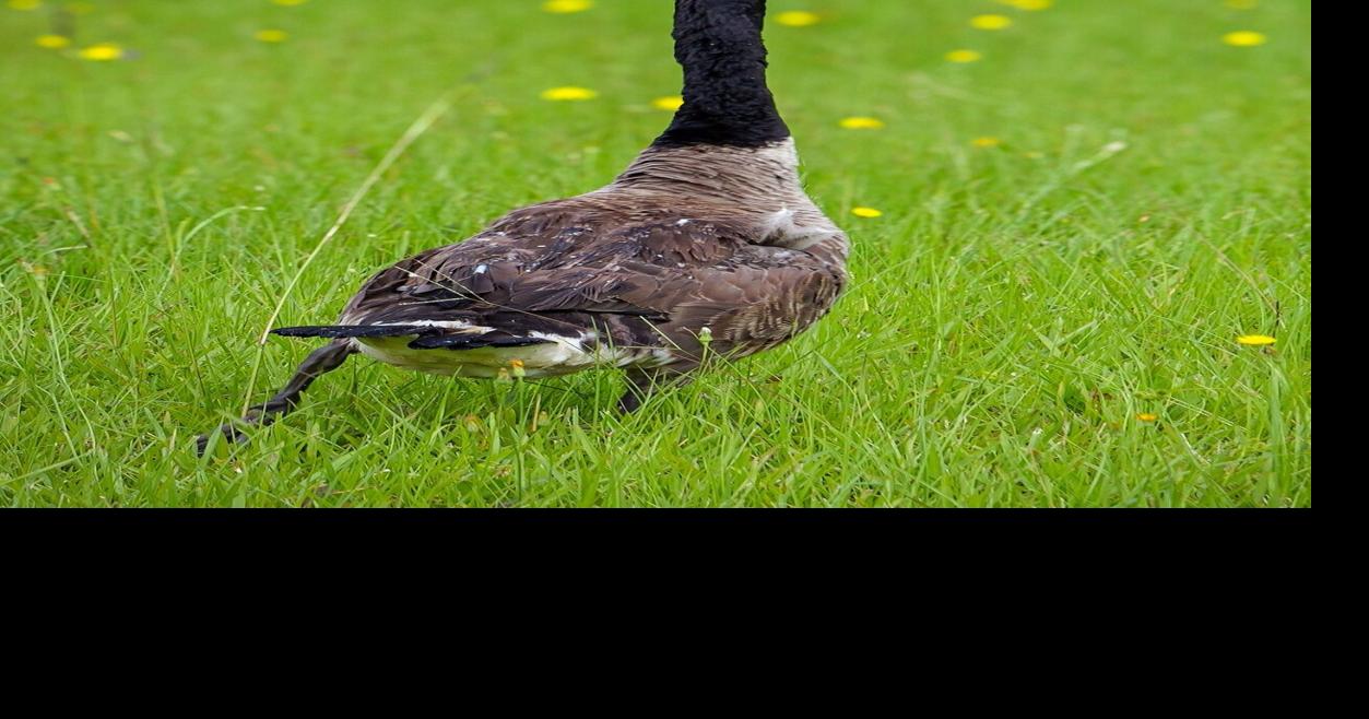 Don't let your feathers get ruffled by Canada geese