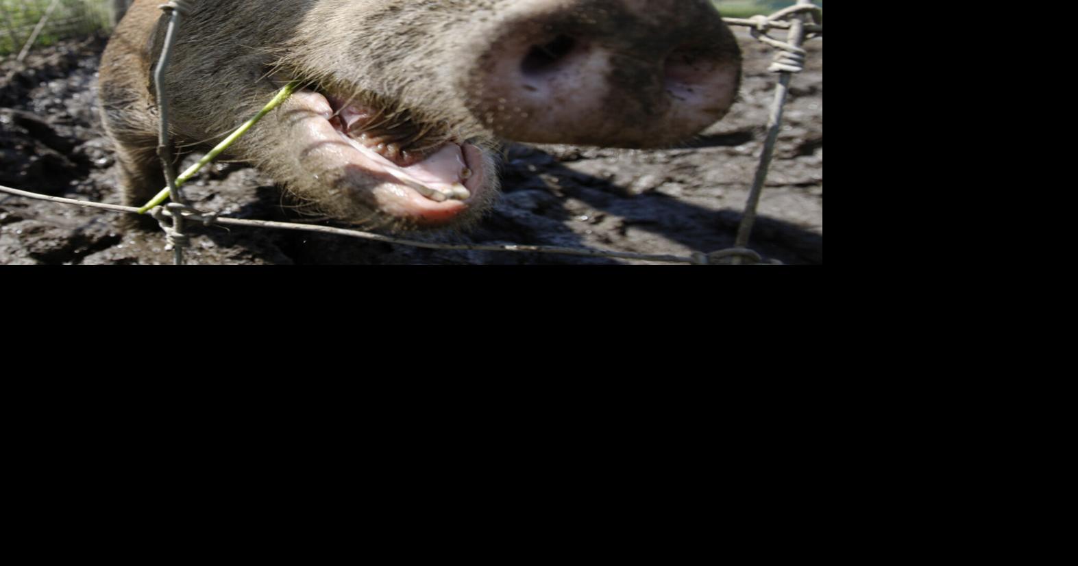 Feral hogs can’t catch a break in Georgia