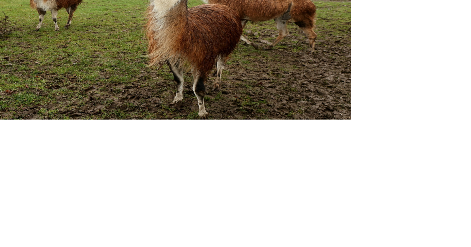 Crime-fighting llamas corner thief until cops arrive