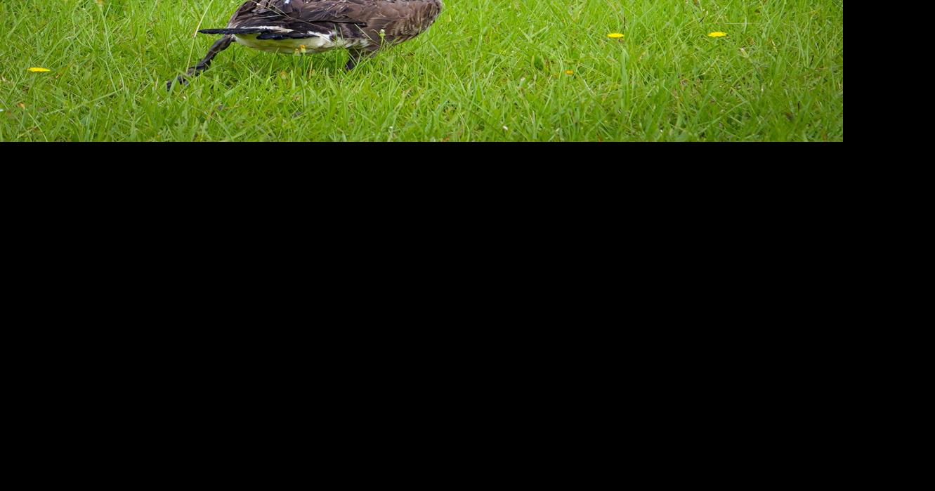Canada geese are in a 'no fly zone' in June and July