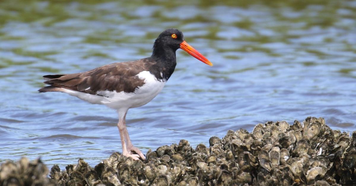 Updated Georgia wildlife action plan at work
