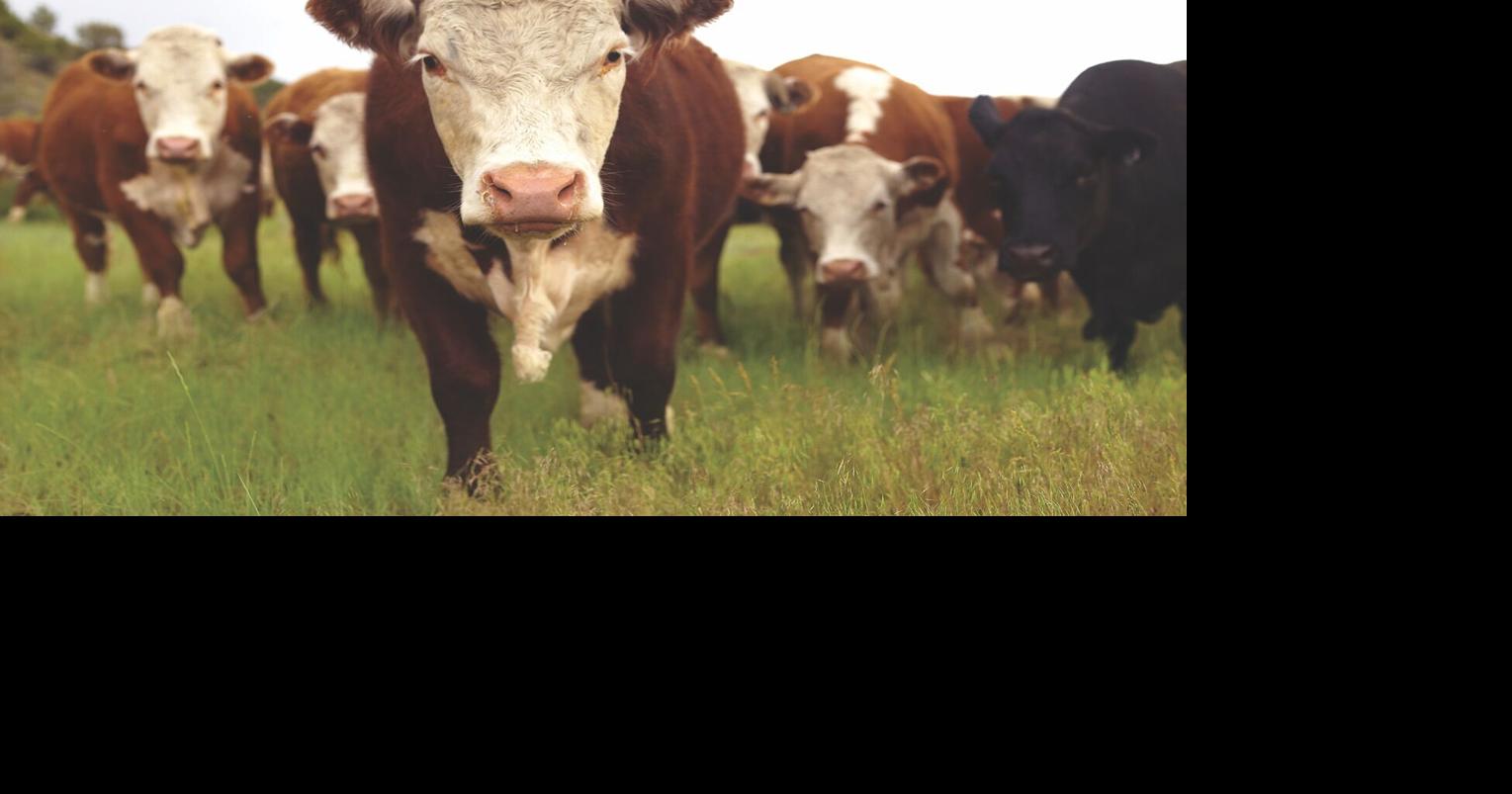 Georgia lawmaker says he may push for state verification of farmers' grass-fed beef claims By LEON STAFFORD Georgia Recorder Aug 23, 2025 1 min ago