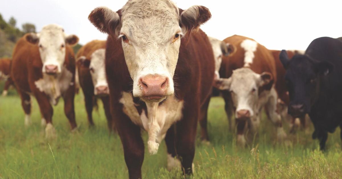 Georgia lawmaker says he may push for state verification of farmers' grass-fed beef claims By LEON STAFFORD Georgia Recorder Aug 23, 2025 1 min ago