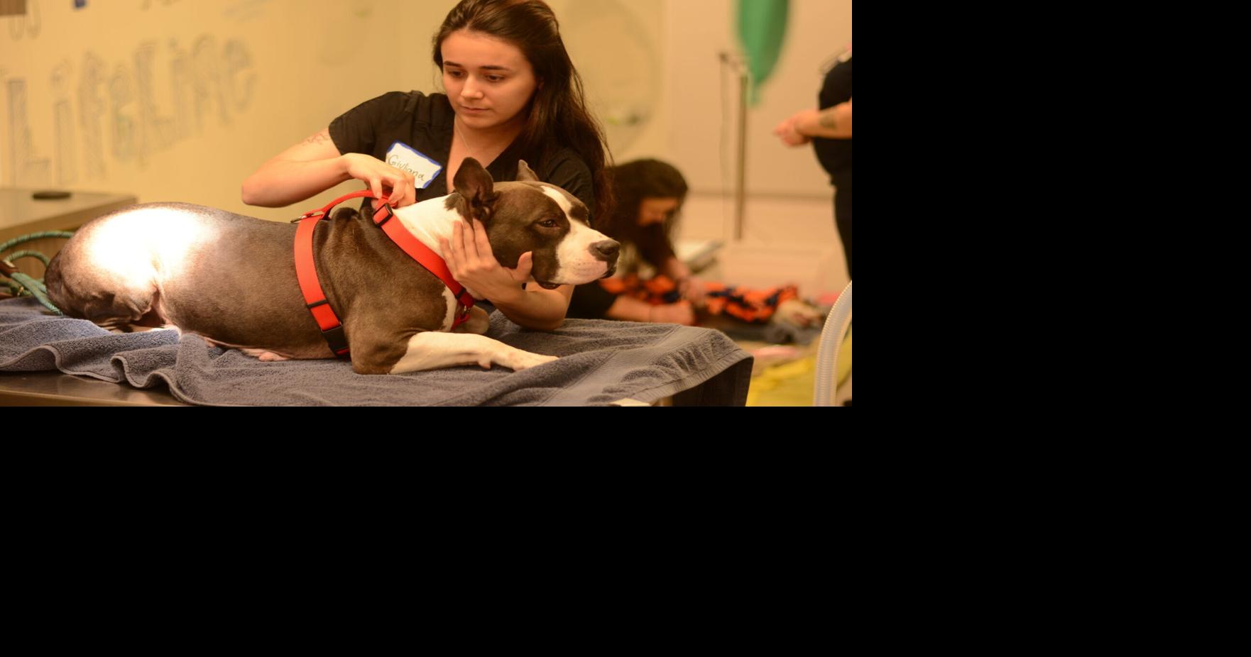 Georgia shows the way in fix for pet overpopulation