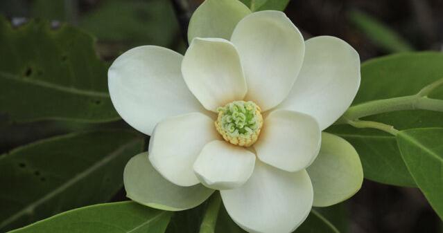 Georgia's state flower change unanimously approved by Senate