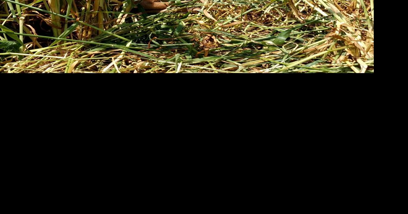 Wildlife belongs in the wild: Leave wildlife where they are found