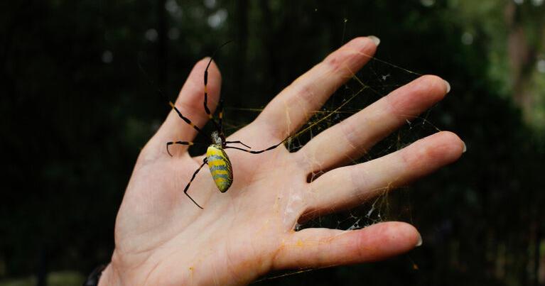 Have you seen a Joro spider in Georgia? Researchers want to know