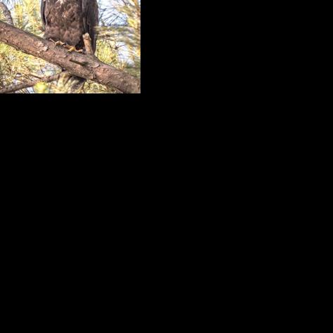 Eagle nesting steadfast in South Georgia