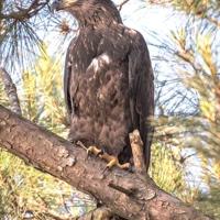 Eagle nesting steadfast in South Georgia