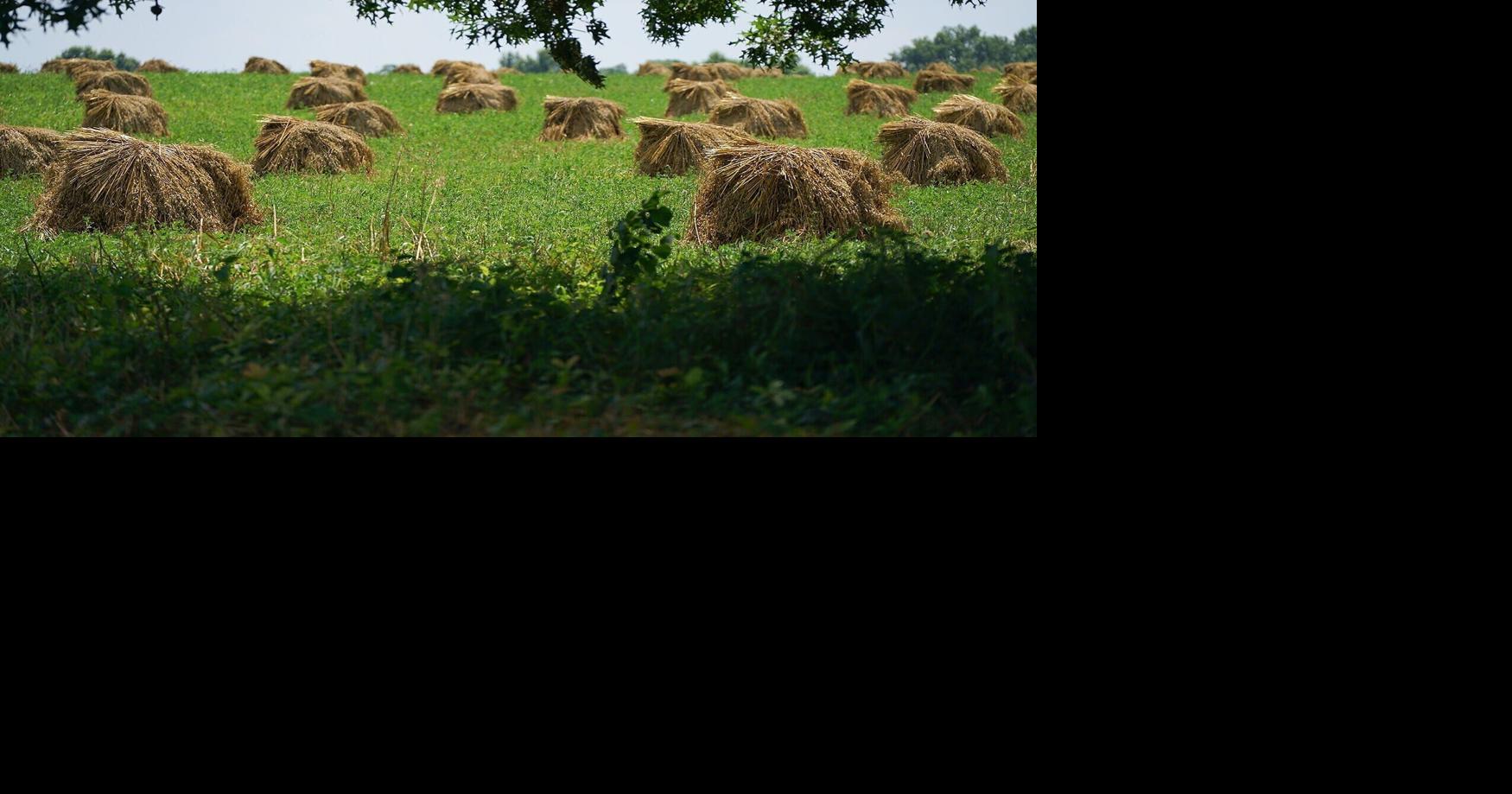 Surge in Amish population growth is reshaping rural Missouri