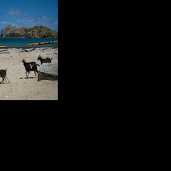 Goat vs gecko: A tiny Caribbean island faces wildlife showdown