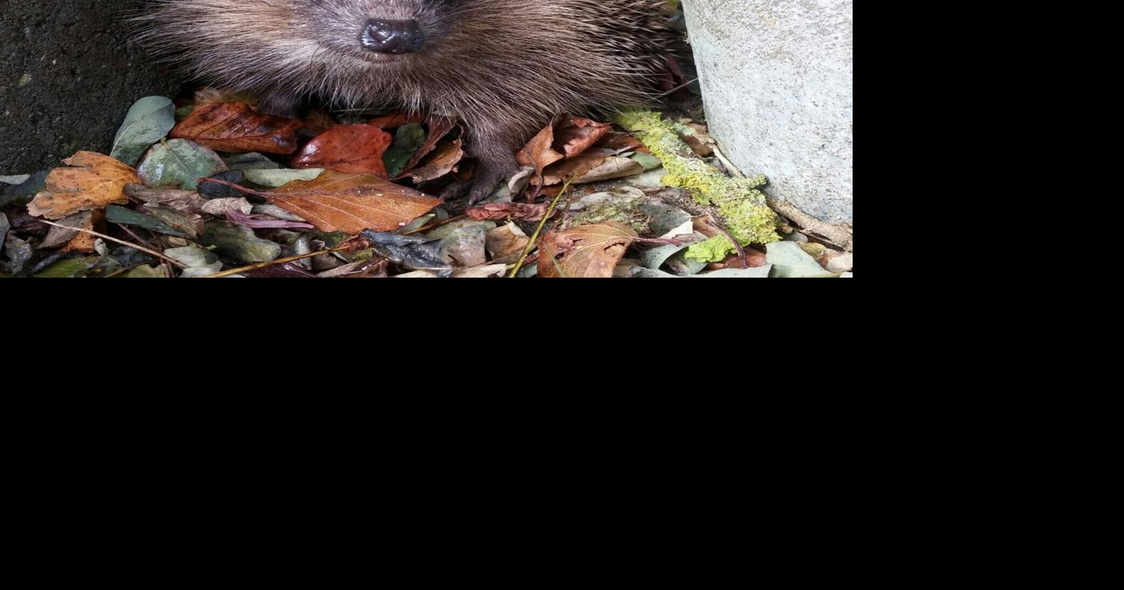 Hedgehog road deaths could be reduced using ultrasound tech