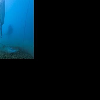 Greece hopes eco moorings will protect vital seagrass colonies