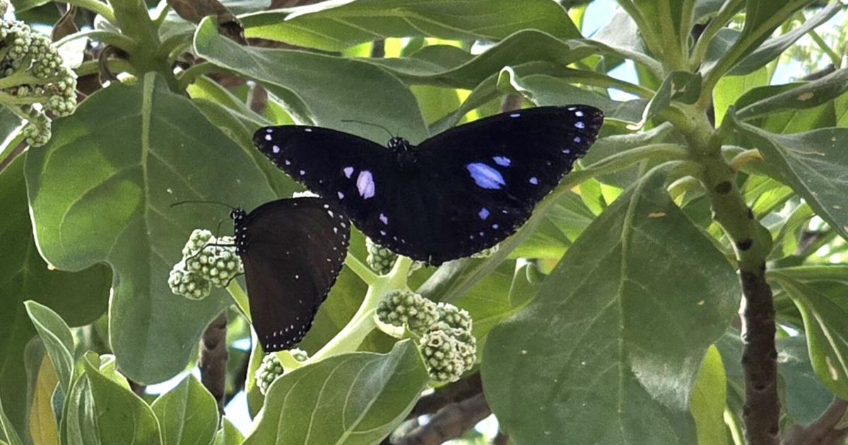 Stories Rooted in Nature: In the heat, a butterfly and tree flourish together
