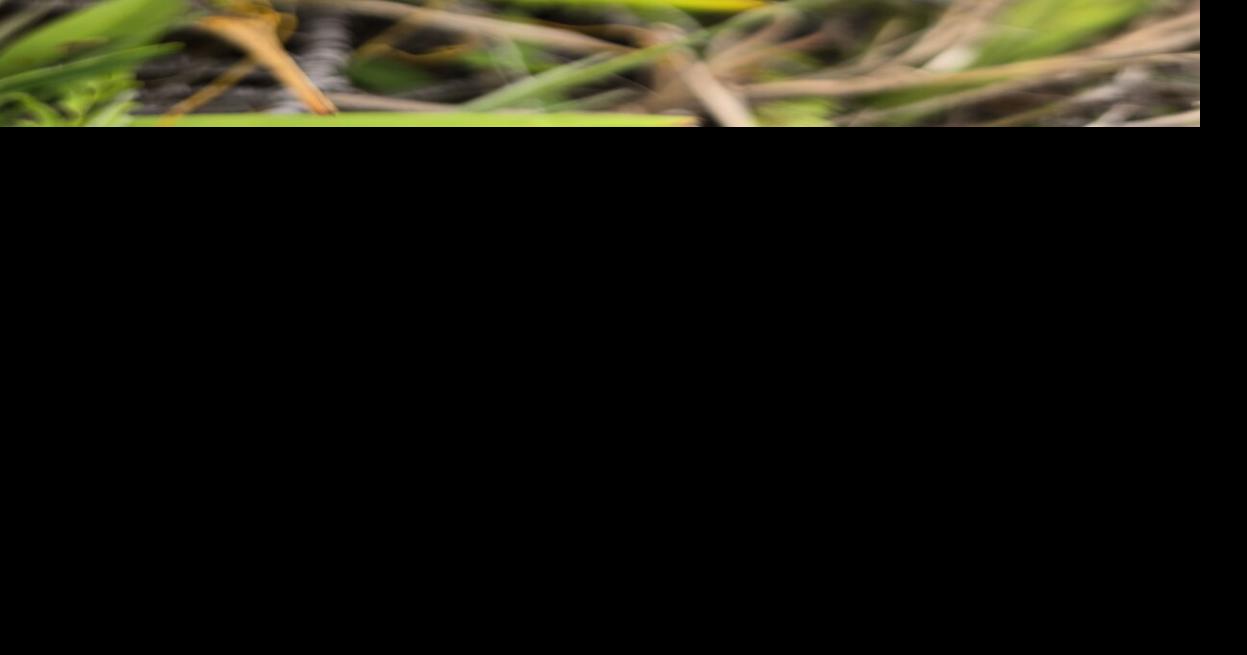 Stories rooted in nature: A closer look at the flax lily of Guam's southern hills