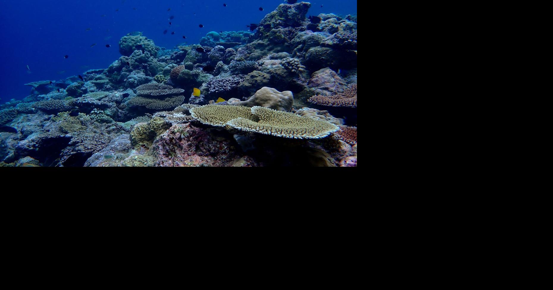 Study finds how some of Palau’s coral reefs survive high temperatures