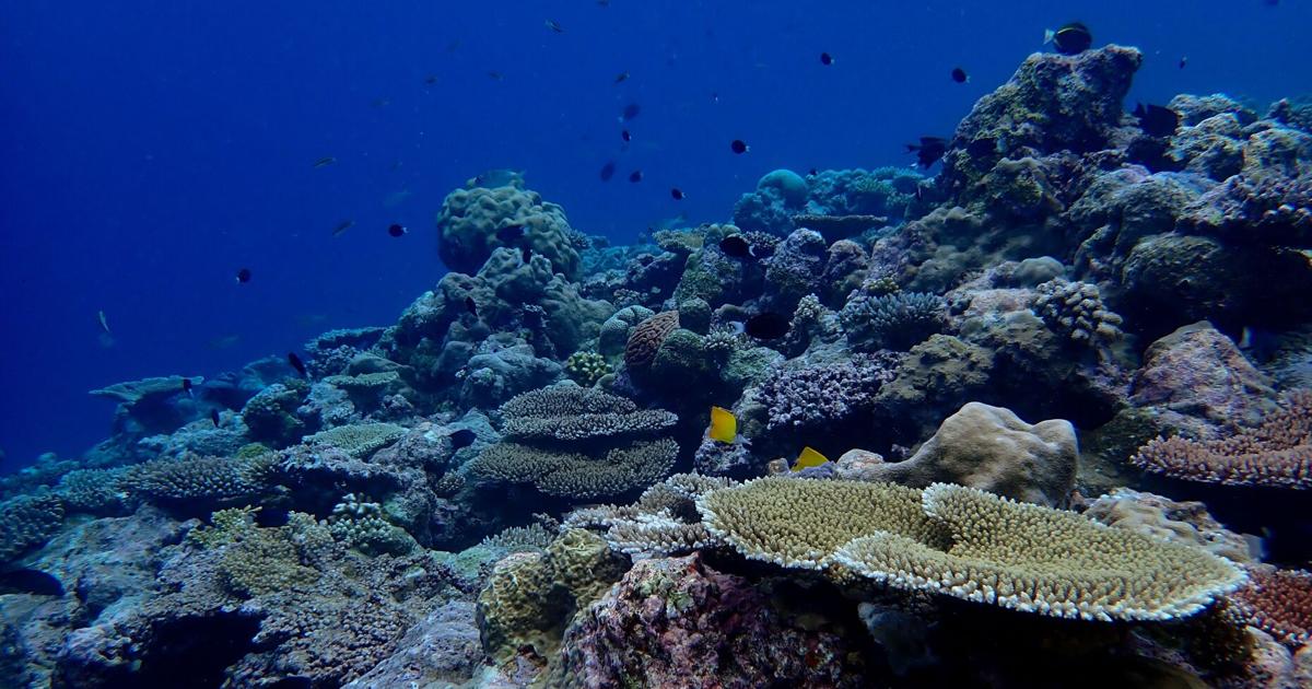 Study finds how some of Palau’s coral reefs survive high temperatures