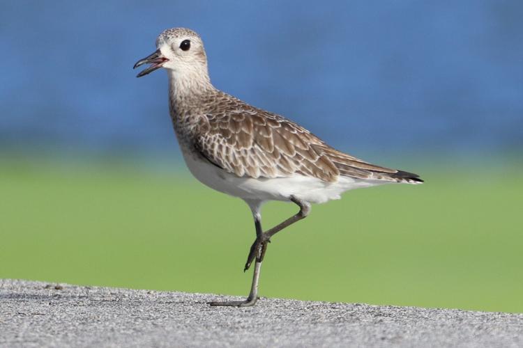 Migratory bird festival infuses storytelling, art, and ...